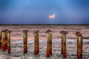 Images Dated 11th October 2022: Brown pelicans rest on pilings off a Naples Beach during an eclipse of the moon