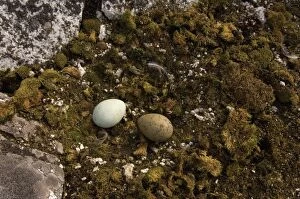 brown skua, Catharacta Antarctica, or Antarctic skua, eggs along the western Antarctic Peninsula