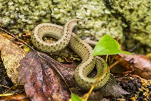 New Hampshire Prints: Brown snake, Storeria dekayi dekayi. Barrington, New Hampshire