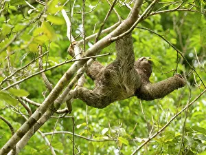 Images Dated 2022 August: Brown-throated sloth, Costa Rica, Central America