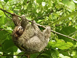 Images Dated 2022 August: Brown-throated sloth, Costa Rica, Central America
