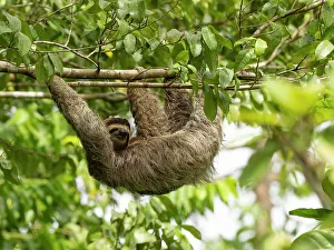 Images Dated 2022 August: Brown-throated sloth, Costa Rica, Central America