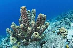 Netherlands Antilles Prints: Brown Tube Sponge (Agelas conifera) BONAIRE, Netherlands Antilles, Caribbean