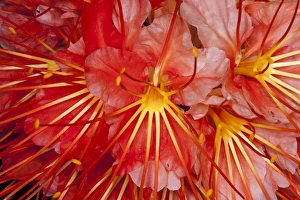 Brownea Flower (Brownea macrophylla), Yasuni National Park, Amazon Rainforest, ECUADOR