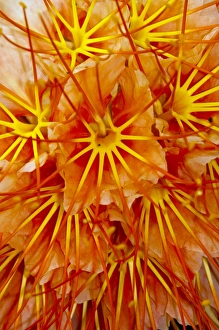 Biology Prints: Brownea Flower (Brownea macrophylla), Yasuni National Park, Amazon Rainforest, ECUADOR