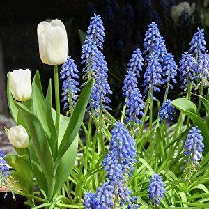Belgium Prints: Bruges, Belgium. Spring flowers