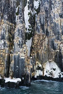 Animal Behavior Prints: Brunnichs Guillemots (Uria lomvia), Alkefjellet, Spitsbergen, Svalbard Islands