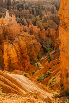 Bryce Canyon National Park, Utah. Pine Trees are scattered along the canyon and Hoodoos