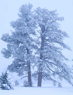 Stark Prints: BRYCE CANYON NATIONAL PARK, UTAH