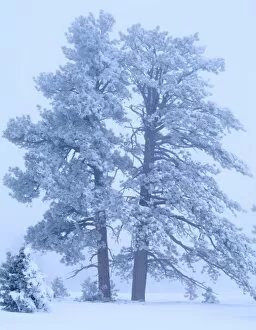 BRYCE CANYON NATIONAL PARK, UTAH. USA. Rime ice-covered ponderosa pines (Pinus ponderosa) in fog