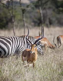 Images Dated 2021: Buck impala on the Masai Mara, Kenya