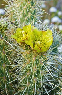 Images Dated 30th March 2011: Buckhorn Cholla flower (Cylindropuntia acanthocarpa), Anza-Borrego Desert State Park