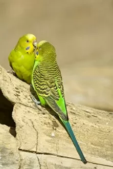 Images Dated 4th March 2006: Budgerigars (Melopsittacus undulatus) appear to have intense discussion. Captive