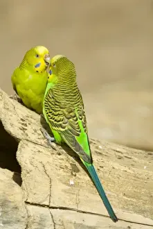 Intense Prints: Budgerigars (Melopsittacus undulatus) appear to have intense discussion. Captive