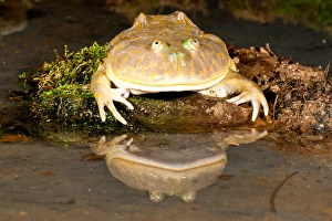 Vertebrate Prints: Budgetts Frog, Lepidobatrachus asper, Native to Primarily Peru, Habitat: Mainly