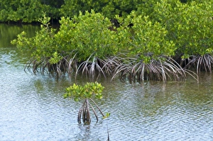 Images Dated 25th April 2011: Buena Vista Bay, Cayo Santa Maria, Cuba