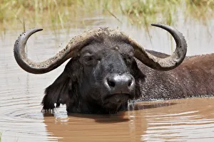 Buffalo Prints: Bufallo in water, Lake Nakuru National Park, Kenya, Africa