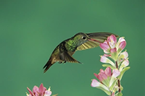 Buff-bellied Hummingbird, Amazilia yucatanenensis, adult feeding on Indian Paintbrush