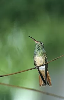Buff-bellied Hummingbird, Amazilia yucatanenensis, adult, Weslaco, Rio Grande Valley