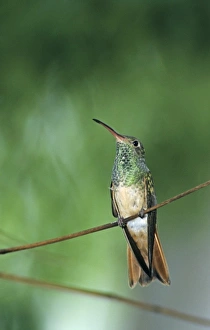 Buff-bellied Hummingbird, Amazilia yucatanenensis, adult, Weslaco, Rio Grande Valley Buff-bellied Hummingbird, Amazilia yucatanenensis, adult, Weslaco, Rio Grande Valley