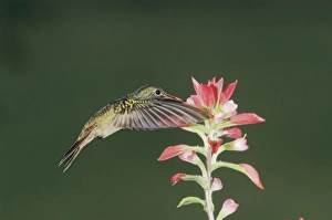 Buff-bellied Hummingbird, Amazilia yucatanenensis, adult feeding on Indian Paintbrush