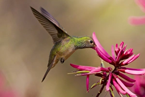 Hidalgo Co Prints: Buff-bellied Hummingbird (Amazilia yucatanensis) feeding at coral bean flower