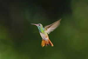 Buff-bellied Hummingbird (Amazilia yucatanensis) in flight