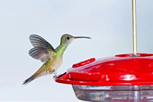 Images Dated 19th September 2011: Buff-bellied Hummingbird (Amazilia yucatanensis) landing at feeder