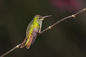 Images Dated 3rd May 2011: Buff-bellied Hummingbird (Amazilia yucatanensis) perched