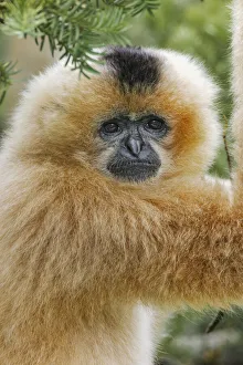 Vietnam Prints: Buff-cheeked Gibbon, native to Laos, Vietnam, Cambodia