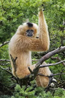 Asia Gallery: Buff-cheeked Gibbon, native to Laos, Vietnam, Cambodia