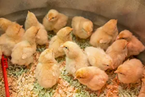 Animals Collection: Buff Orpington chicks huddled together under a heat lamp
