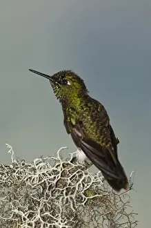 Images Dated 27th July 2005: Buff-tailed Coronet (Boissonneaua flavescens) on Feeder Mindo Cloud Forest