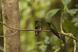Cloud Forest Prints: Buff-tailed Coronet (Boissonneaua flavescens) on Feeder Mindo Cloud Forest