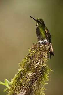 Images Dated 27th July 2005: Buff-tailed Coronet (Boissonneaua flavescens) on Feeder Mindo Cloud Forest