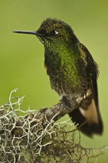 Images Dated 27th July 2005: Buff-tailed Coronet (Boissonneaua flavescens) on Feeder Mindo Cloud Forest