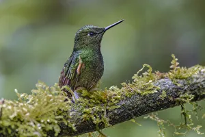 South America Prints: Buff-tailed Coronet, Ecuador