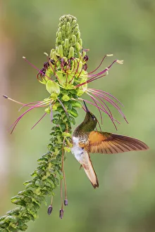 Cloud Forest Prints: Buff-tailed coronet foraging in the beautiful cloud forest of Ecuador