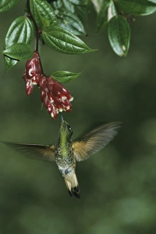 Wingspan Prints: Buff-Tailed Coronet Hummingbird, (Boissonneaua flavescens), 2500m, Western Andes, Ecuador
