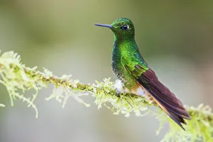Mossy Prints: Buff-tailed coronet hummingbird on mossy perch, cloud forest, Ecuador
