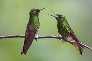 Cloud Forest Prints: Buff-tailed coronet hummingbirds having a conversation in the cloud forest of Ecuador