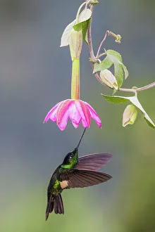 Cloud Forest Prints: Buff-winged starfrontlet approaching a beautiful bloom, cloud forest, Ecuador