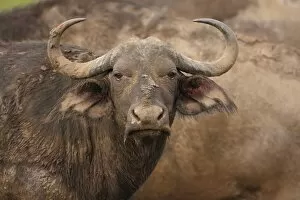 Images Dated 16th November 2007: Buffalo cow, Water Buffalo, Syncerus caffer, Hluhulwe Game Reserve, South Africa