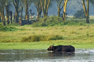 Images Dated 3rd September 2011: Buffalo crossing flooded area of Lake Nakuru, Lake Nakuru National Park, Kenya