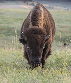 South Dakota Prints: Buffalo in Custer State Park