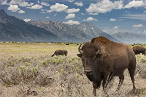 Images Dated 7th August 2015: Buffalo. Grand Teton National Park. Wyoming