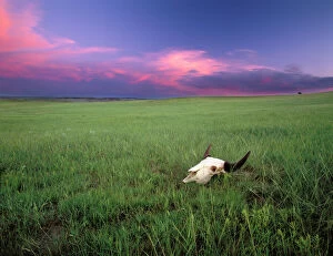 Images Dated 1st September 2006: Buffalo Skull in Prairie Grass near Medora North Dakota