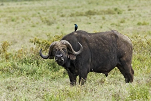 Images Dated 4th September 2011: Buffalo and starling, Lake Nakuru National Park, Kenya, Africa