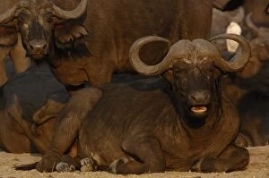 Images Dated 14th October 2005: Buffalo (Syncerus caffer) herd in a tight group after sleeping in the hopes it will