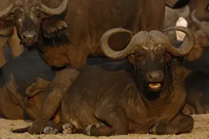 Buffalo (Syncerus caffer) herd in a tight group after sleeping in the hopes it will